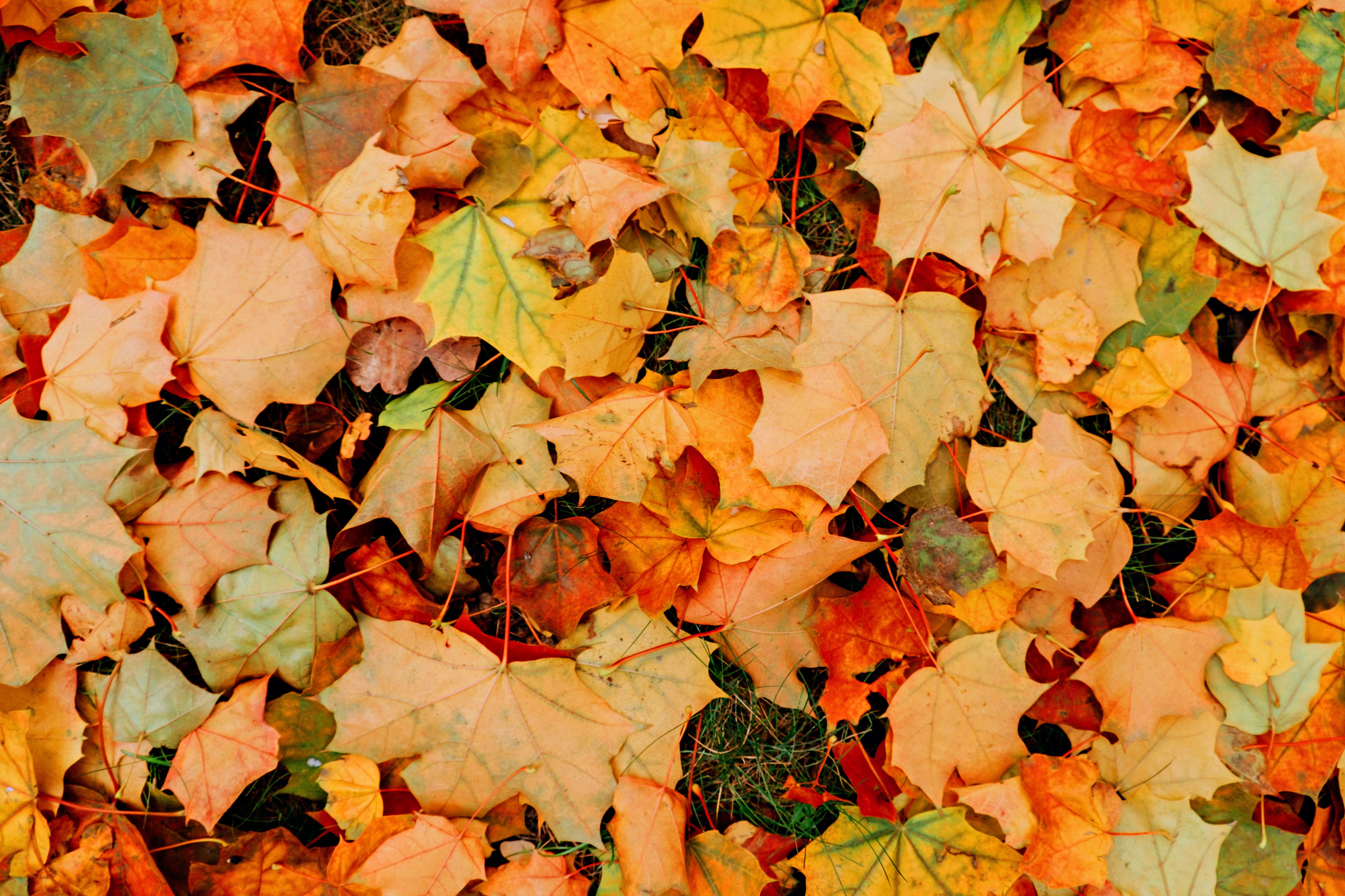 autumn leaves